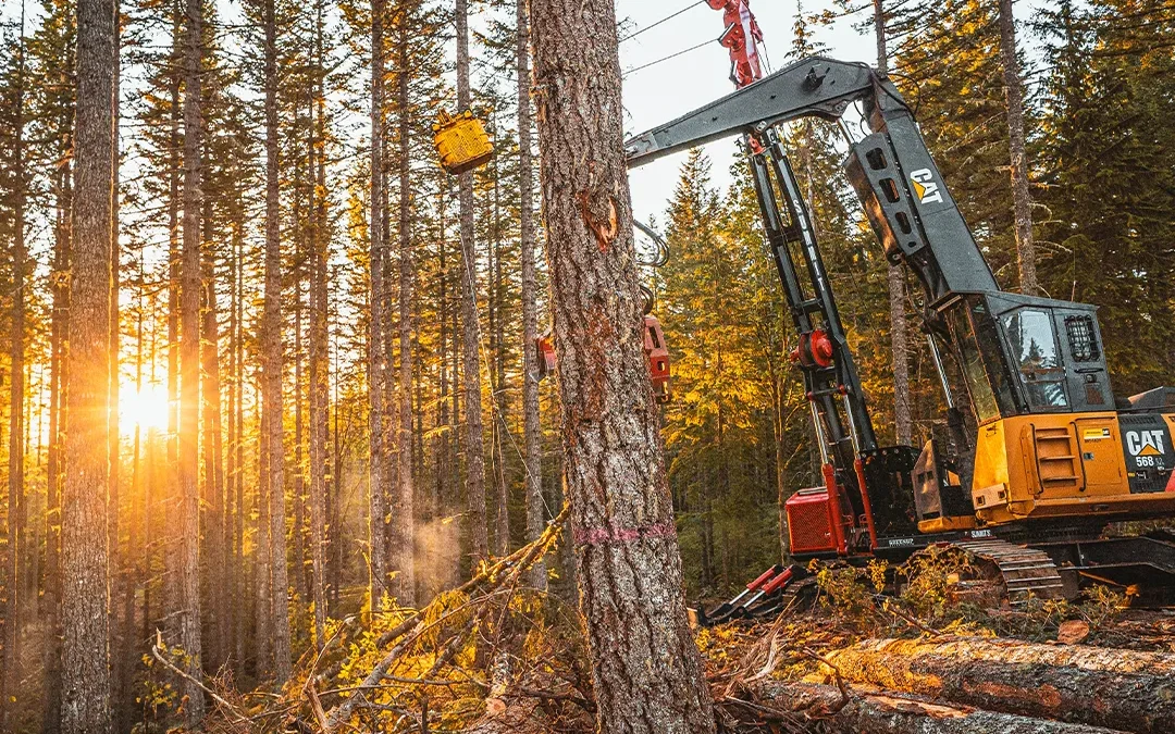 Beyond the Cliché: Redefining Logging Through Honest Imagery